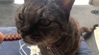 猫ににゃぶらしーあげたpetio kirei cat