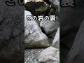 【渓流釣り】山奥の岩の裏をのぞくと...#Shorts