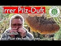 Ein irrer Pilz-Duft - Interessanter Porling im Fichtenwald