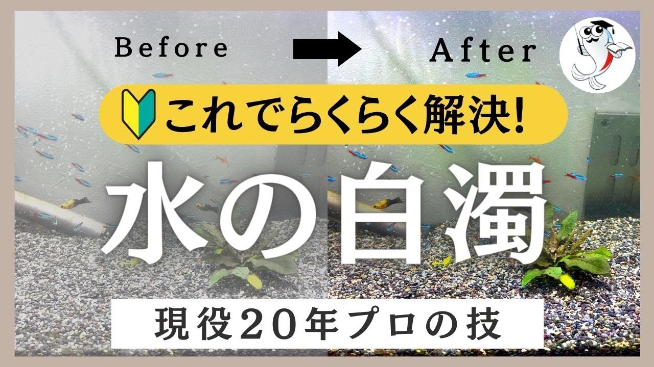 【2023年最新】水槽の水が白濁りする原因から今すぐできる対処法 - YouTube