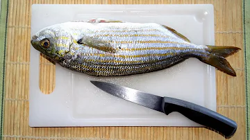 Cos'è una salpa?