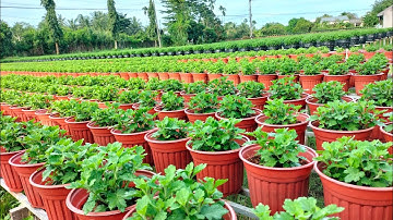 Cập nhật tình hình phát triển của mâm xôi(4cơi), cúc mâm xôi mini. Hoa Tết 2025