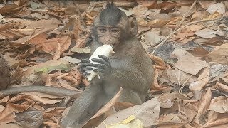 Carli baby monkey eating banana delicious | Baby monkey Carli much hungry