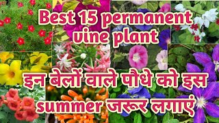 अभी लगाएं इन फूलों वाले बेलों को पूरी गर्मी फूल देंगे 15 Permanent Vine Grow In Summer