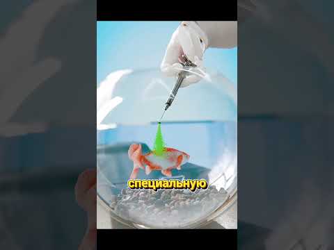 Да, это операция… для золотой рыбки.