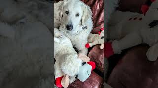 Kuvasz Dog Loving One  #ytshort #trendingvideo #animalshorts