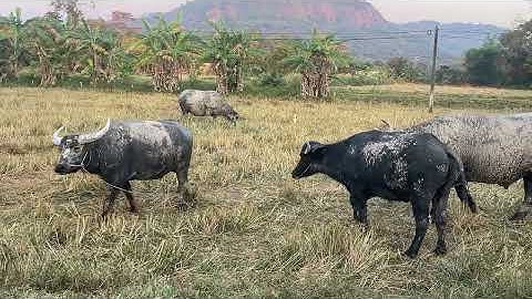 ก้อน! จีบสาวโดนพี่จัฟไล่ คิดว่าจะแน่…สุดท้ายวิ่งหนี | Gon! Flirting Mission Failed by Big Jaffarabad