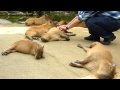カピバラを連続ヘブン状態に (Scratching many capybaras)