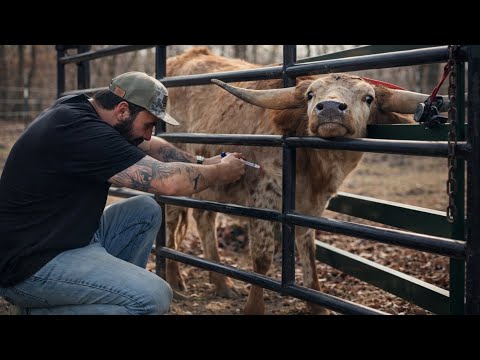 Doing Our Best For Our Cows!