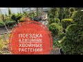 ПОЕЗДКА В ПИТОМНИК  Покупка и посадка хвойных растений