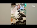 Smiling Dog Goes Viral! | Funny Animals 🐶😁