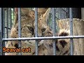 サーバルちゃん😻美しすぎるプロポーション　【羽村市動物公園】