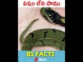 విషం లేని పాము  #nopoisionussnake #snakes #shorts #ytshorts #viral #bsfacts