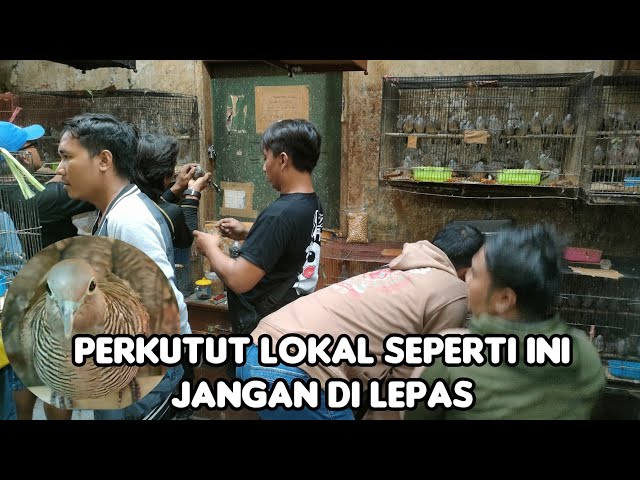 400.EKOR BURUNG PERKUTUT LOKAL ALAM KUNG MANIA LANGSUNG KUMPUL class=