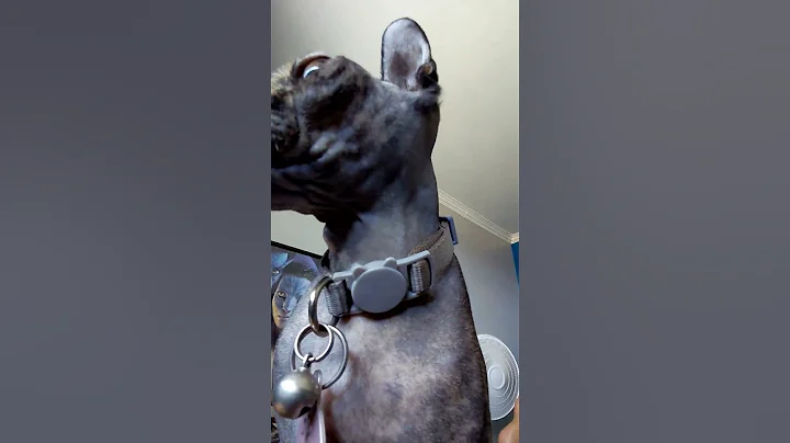 Watch the video about My hairless cat Velma #hairlesscats #love #streamer #follow #gaming #twitch #tiktok #funnyshorts