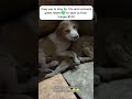 Donate to help #dogsofinstagram #puppy