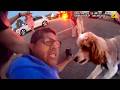Disorderly Dog Gets Both Owners Arrested