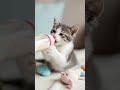 baby cat drinking milk #reels  #funny #viral #funnymoment