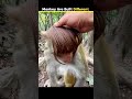 Monkeys Smart Trick To buy Free Food By Humans #shorts #monkey #subscribe #like #share #myYt channel