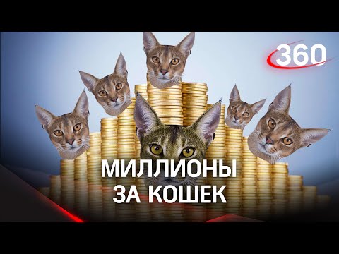 «Это кошачья пирамида!»: брали кредиты, продавали квартиры, чтобы купить кошку