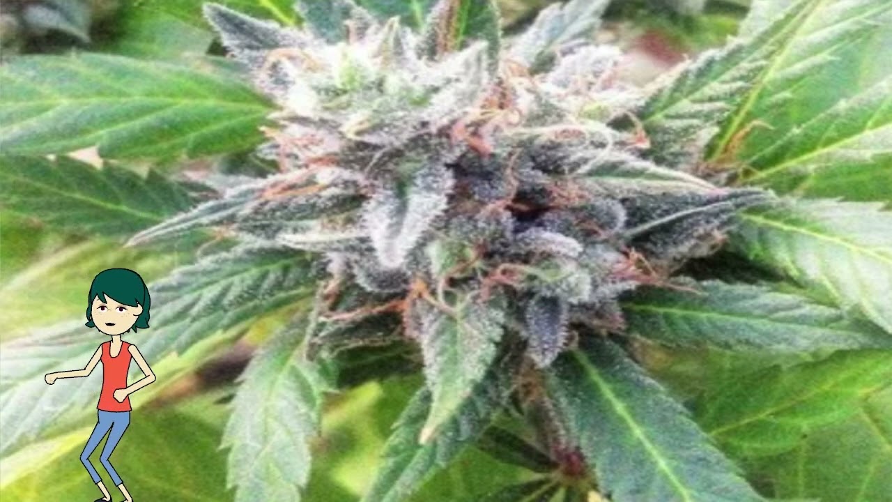 Lemon Candy – 710 Genetics