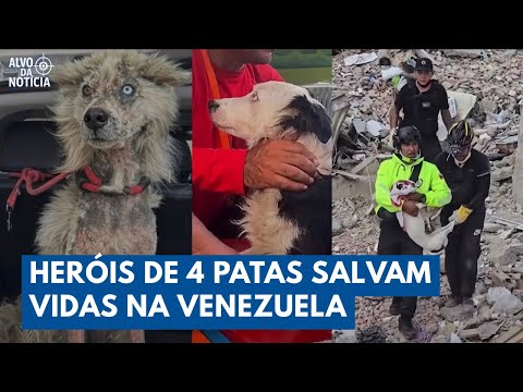 Heróis de Quatro Patas Salvam Vidas nos Escombros na Venezuela | Alvo da Notícia