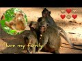Daily lifestyle monkeys family