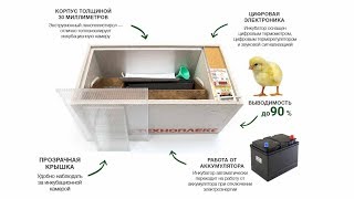 Инкубация для начинающих. Выводим цыплят в инкубаторе Блиц Норма на 72 яйца.