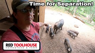 WEANING TIME: Separating the Piglets from the Sows