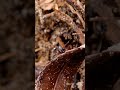 バンザイするアリグモの一種　Myrmarachne sp　（jumping spider、蠅取蜘蛛） #shorts