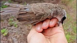 Burung kutilang/bereba ini terancam kepunaha #burung #burungkutilang #animals