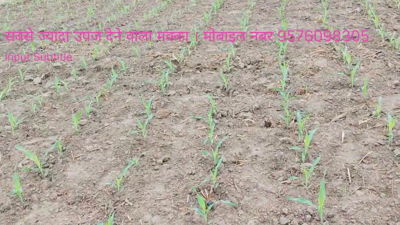 नया मक्का अधिक उपज देने वाला मक्का 