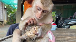 Adorable Zueii Grooming Kitty Very Nice Talking