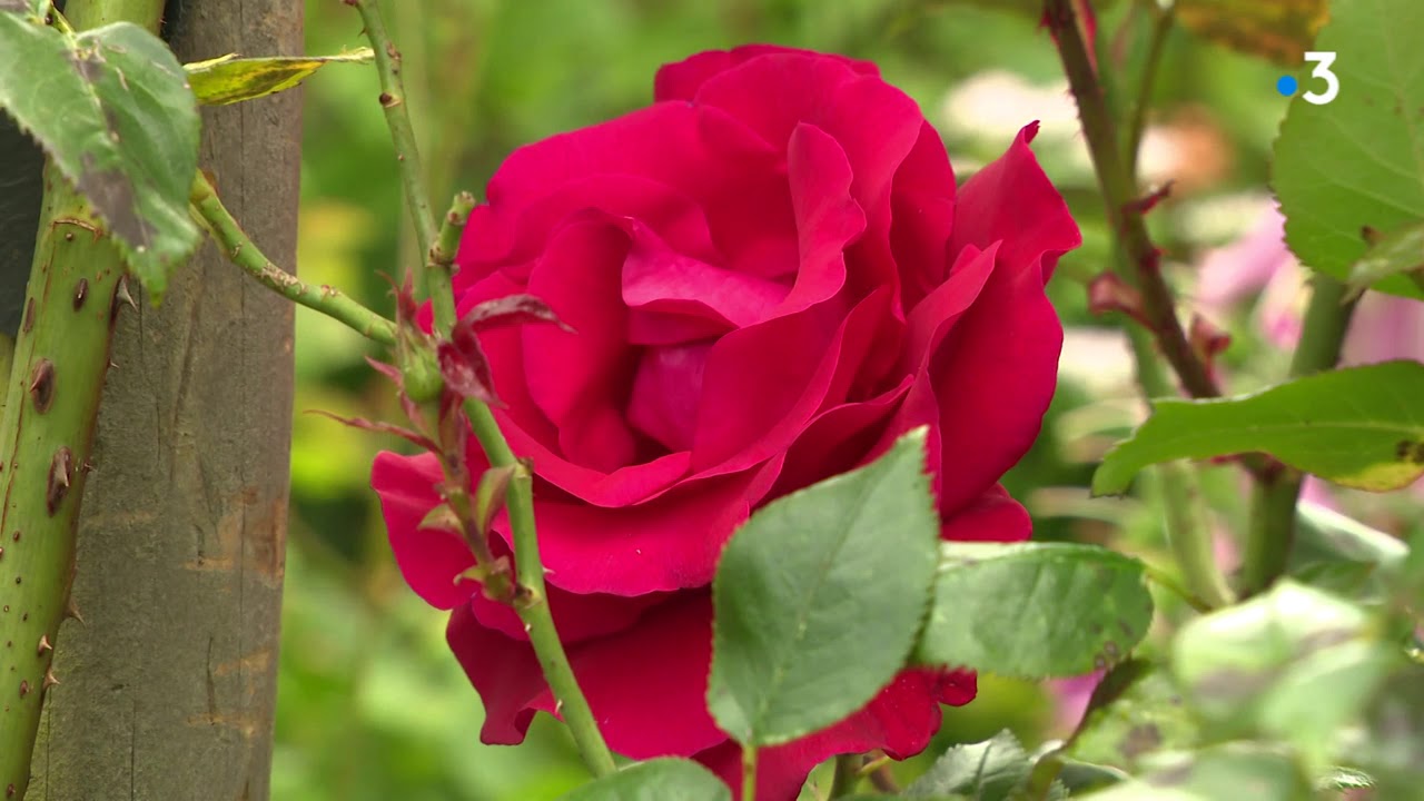 les jardins du coeur  YouTube