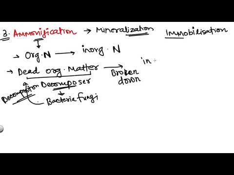 Video: Hvilken proces er også kendt som ammonifikation?