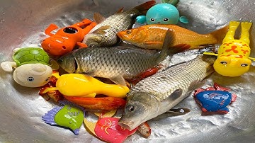 Kem Chanel đi bắt cá chép, cá vàng gặp các con vật màu sắc con ếch, cá voi, con mèo, một con vịt