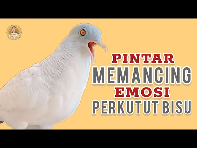 Suara Pancingan Perkutut Putih Kapas Gacor Memanggil Perkutut Malas Agar Ikutan Bunyi Manggung class=