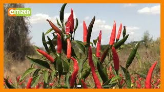 Chili farmers counting losses in Kitui