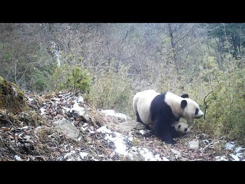 New China TV Travel TV Commercial 3-month-old wild giant panda spotted in China's Sichuan