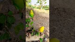 Birds Are Playing Under A Tree. #Birds #Cutebird #Lovebirdsforever #Pets #Bird