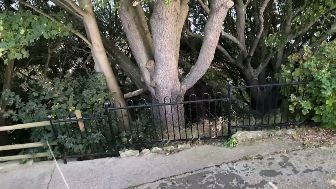 The tall, heavy trees on the Leas Promenade, Folkestone, by the Sensory Gardens and Leas Cliff Hall.