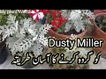 How to care dusty miller/grow silver dust plant