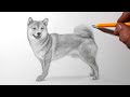 How to Draw a Shiba Inu Dog | Pencil Drawing and Shading