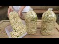 Making bean sprouts at home from plastic bottles is easy  both white and plump