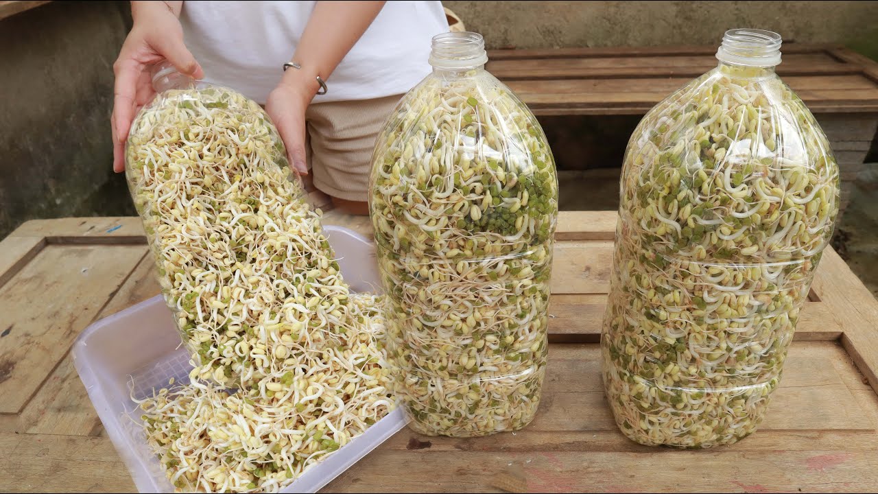 How To Grow Sprouts at Home | 4 Super Healthy Sprouts
