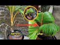 The easy way to make a coconut bonsai