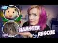 Rescued Male and Female Syrian Hamsters! | Violet &amp; Frost&#39;s Intake Story | Munchie&#39;s Place