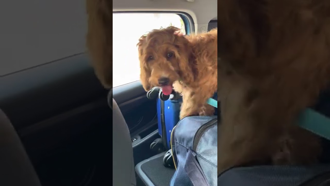 cockapoo car seat