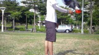 鸚鵡~灰鸚990711~15.AVI