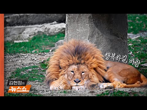 [인터뷰] &amp;quot;7년 갇혀있던 &amp;#39;<strong>갈비사자</strong>&amp;#39;…이젠 짝꿍도 생겼어요&amp;quot;